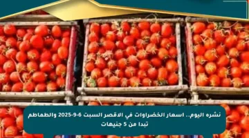 نشرة اليوم.. أسعار الخضراوات في الأقصر السبت 6-9-2025 والطماطم تبدأ من 5 جنيهات